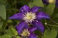 Clematis Piotr Skarga-1 Powojnik